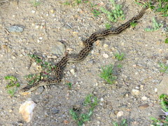 Tachymenis peruviana