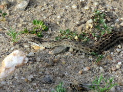 Tachymenis peruviana