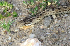 Tachymenis peruviana