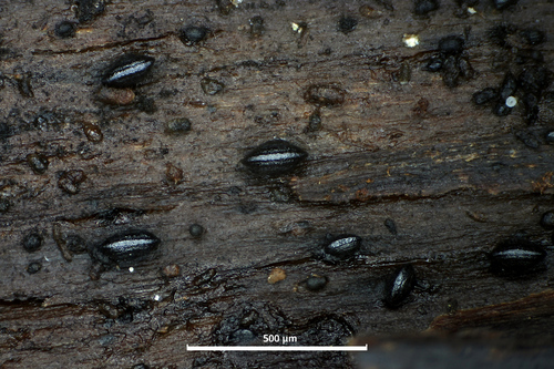 Lophium, 2025-11-15