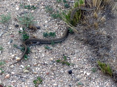 Tachymenis peruviana