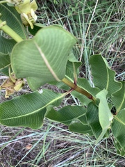 Pachycarpus asperifolius