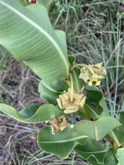 Pachycarpus asperifolius