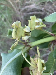 Pachycarpus asperifolius