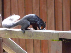 Callosciurus prevostii pluto