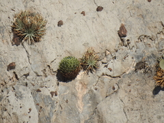 Agave victoriae-reginae