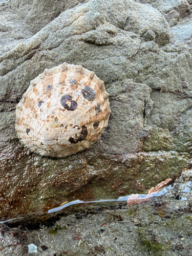 Cellana radians
