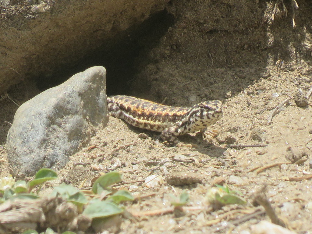 Liolaemus calchaqui