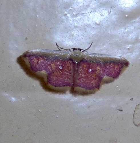 Leptostales vitticostata