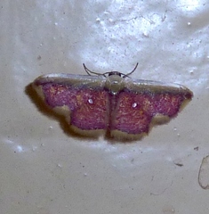 Leptostales vitticostata