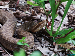 Gloydius halys caucasicus