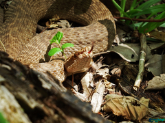 Gloydius halys caucasicus