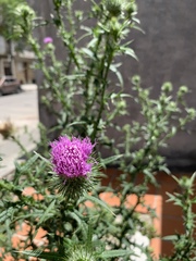 Cirsium vulgare