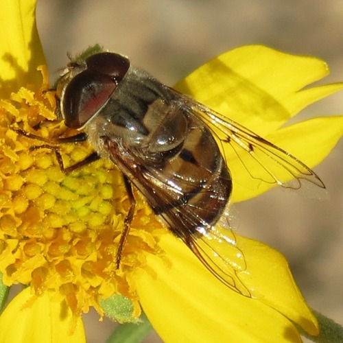 Unknown species found near Rillito, Tucson, AZ, USA