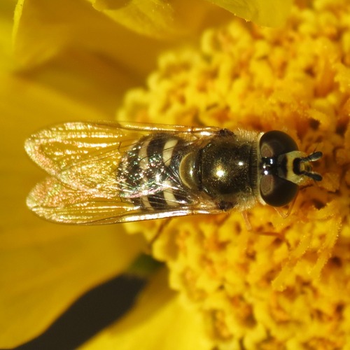 Unknown species found near Rillito, Tucson, AZ, USA