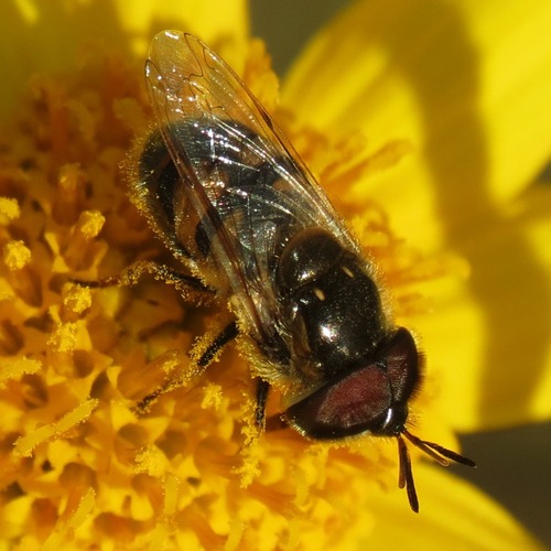Unknown species found near Rillito, Tucson, AZ, USA