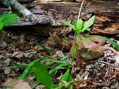 Gloydius halys caucasicus