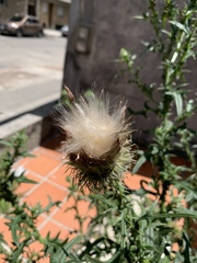 Cirsium vulgare