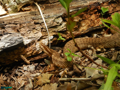 Gloydius halys caucasicus