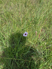 Dimorphotheca spectabilis