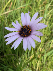 Dimorphotheca spectabilis