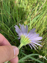 Dimorphotheca spectabilis