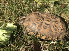 Rhinoclemmys pulcherrima manni