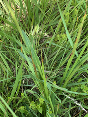 Dimorphotheca spectabilis