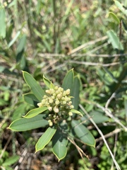 Ozoroa