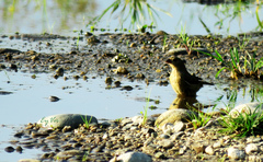 Sporophila