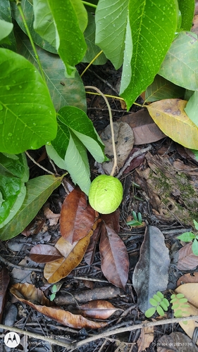 Hevea spruceana