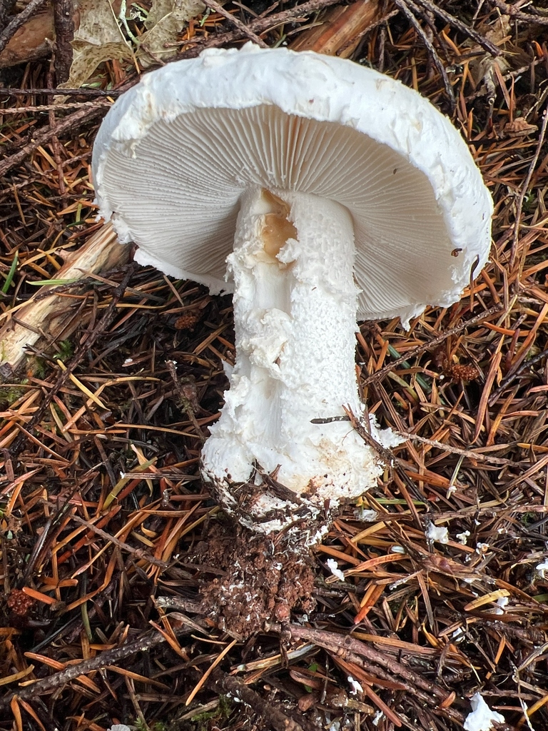 Amanita smithiana