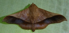 Chilkasa falcata
