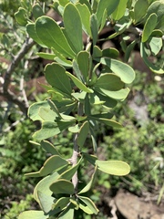 Gymnosporia glaucophylla