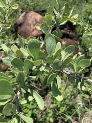 Gymnosporia glaucophylla