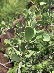 Gymnosporia glaucophylla