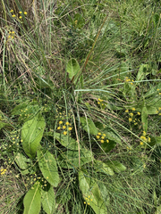 Afrosciadium magalismontanum