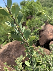 Gymnosporia glaucophylla