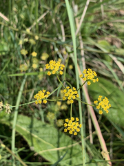 Afrosciadium magalismontanum