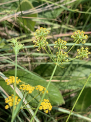 Afrosciadium magalismontanum