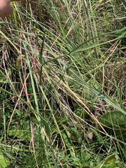 Afrosciadium magalismontanum