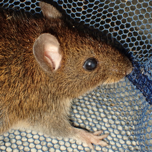 Yungas rice rat (Hylaeamys yunganus) — Least Concern Mammalia