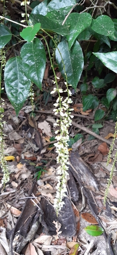 Hanslia ormocarpoides observed 2025-11-09