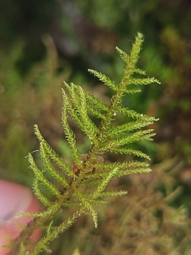 Palustriella decipiens, 2025-11-15