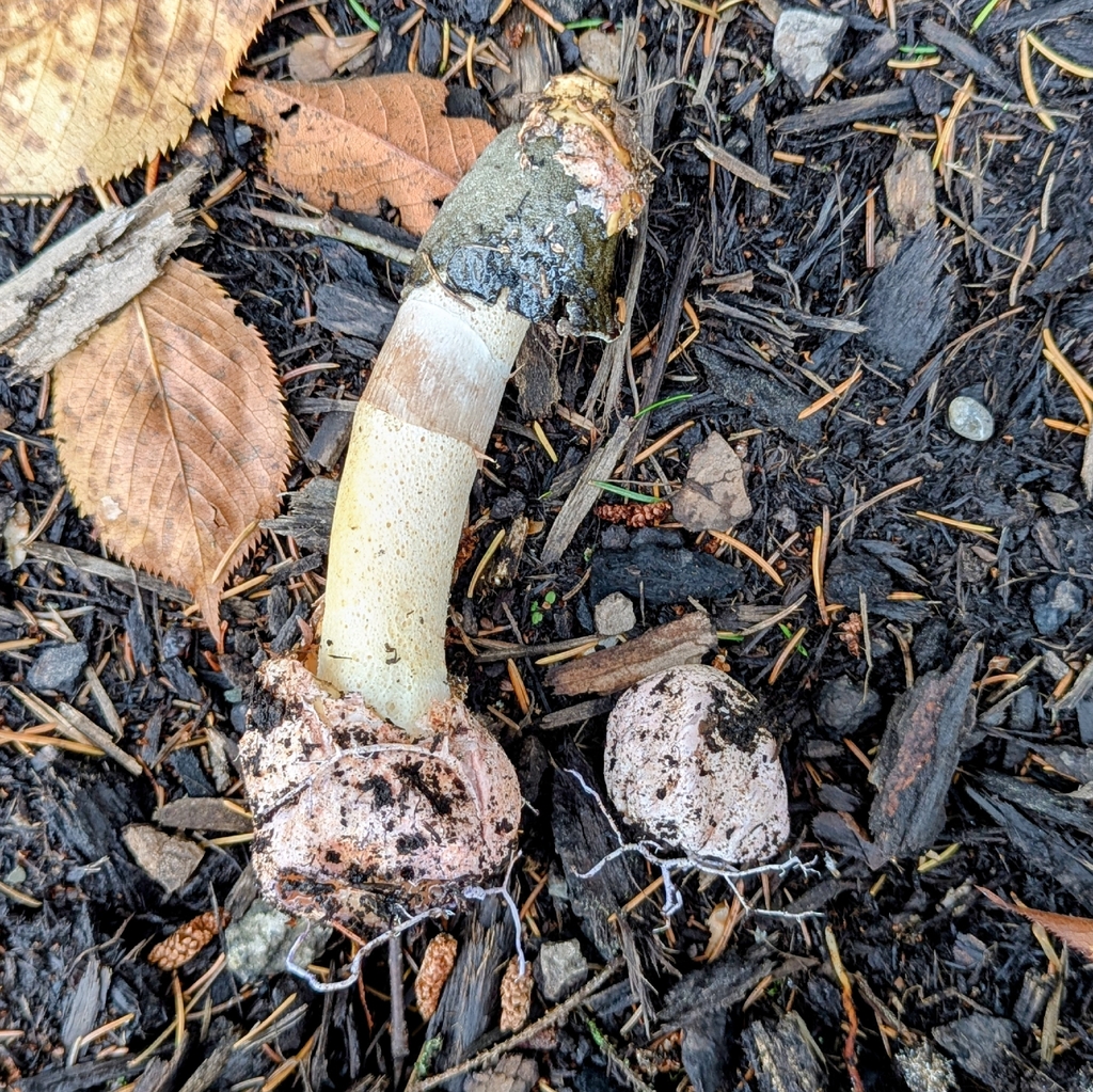 Phallus ravenelii · November 2025 · photo: © cgmayers (iNaturalist, cc0)