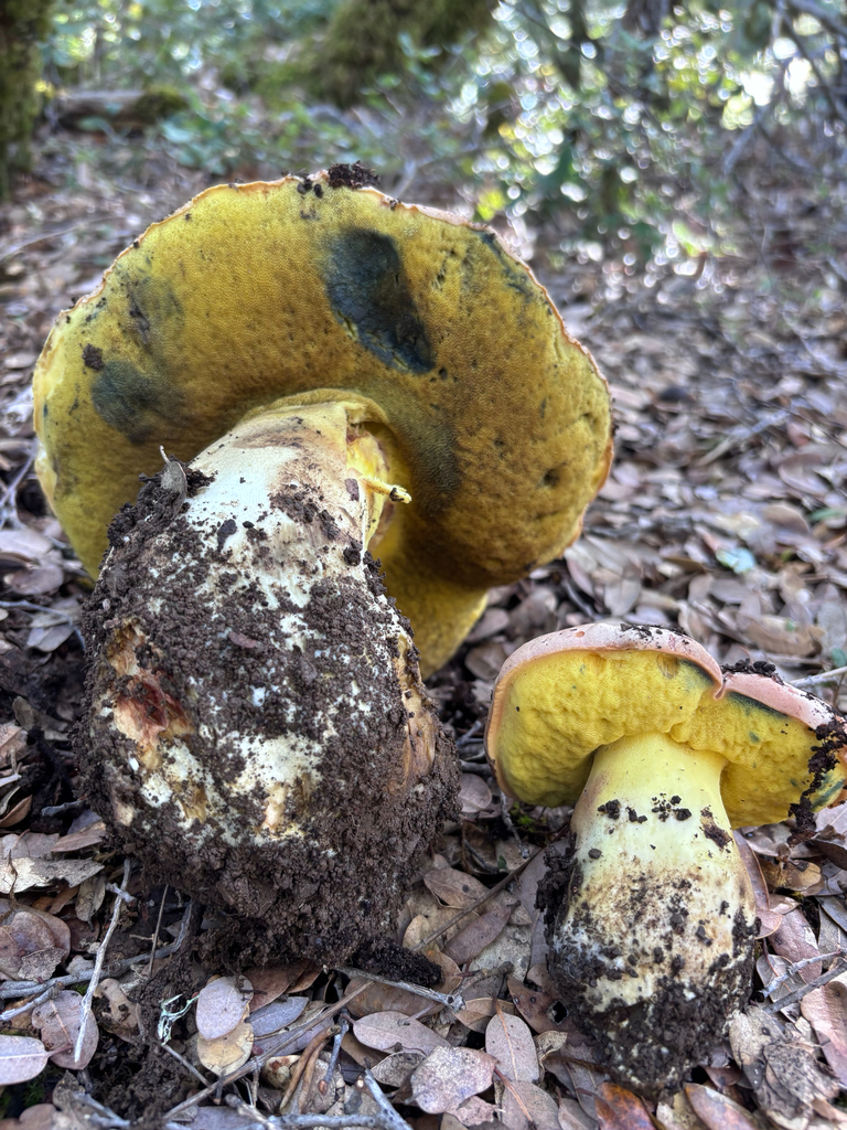 Butyriboletus persolidus · November 2025 · photo: © reago (iNaturalist, cc-by)