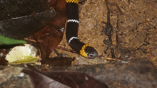 Hemprich's Coralsnake