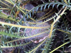 Banksia arctotidis