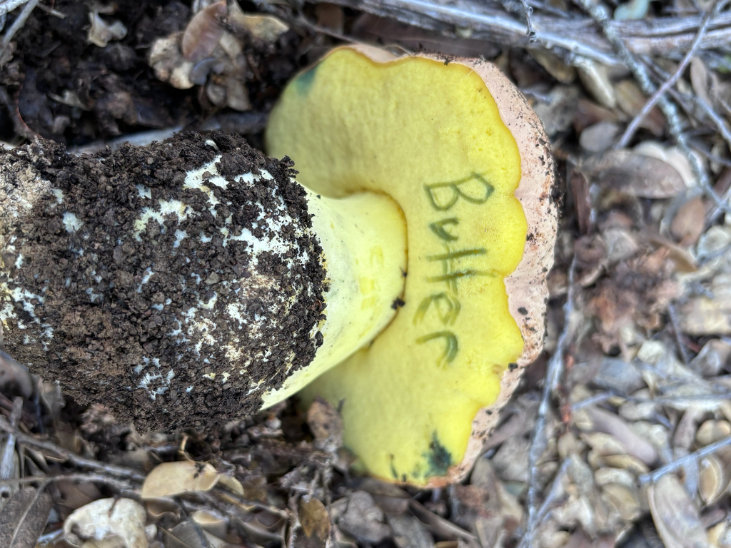 Butyriboletus persolidus · November 2025 · photo: © reago (iNaturalist, cc-by)
