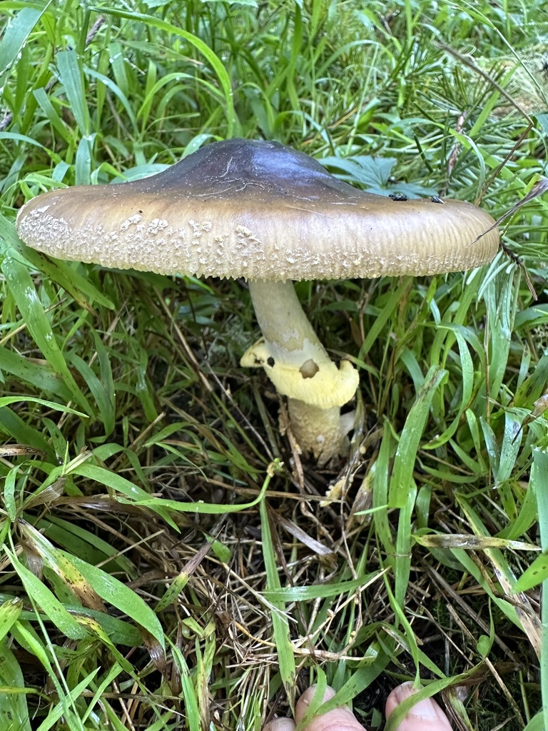 Amanita augusta